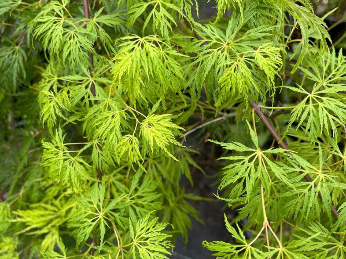 Emerald Lace Advanced Japanese Maple Raraflora 5529