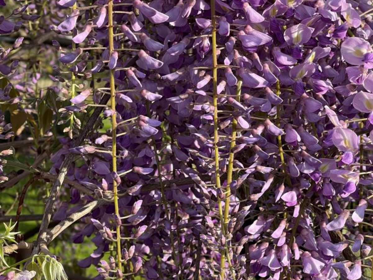 Wisteria Floribunda Royal Purple