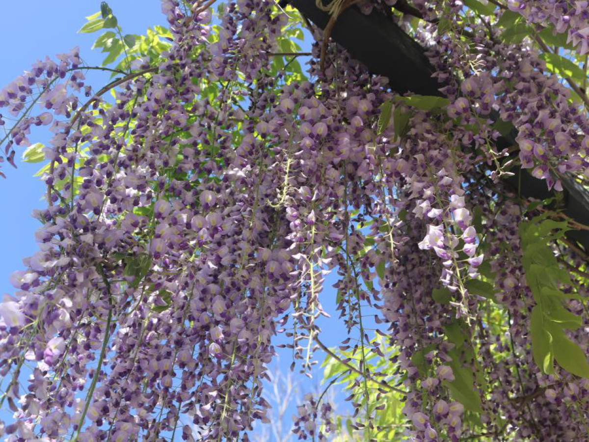 Wisteria Floribunda Purple Patches