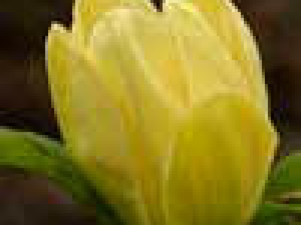 Yellow Bird