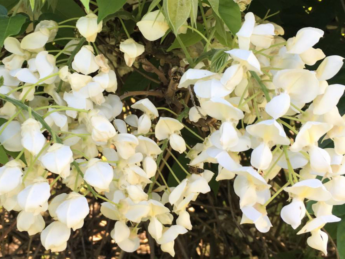 Wisteria Brachybotrys White Silk